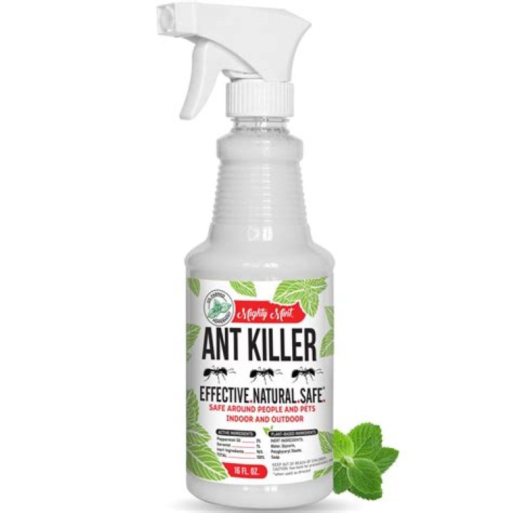 Which Ant Killer is the best?
