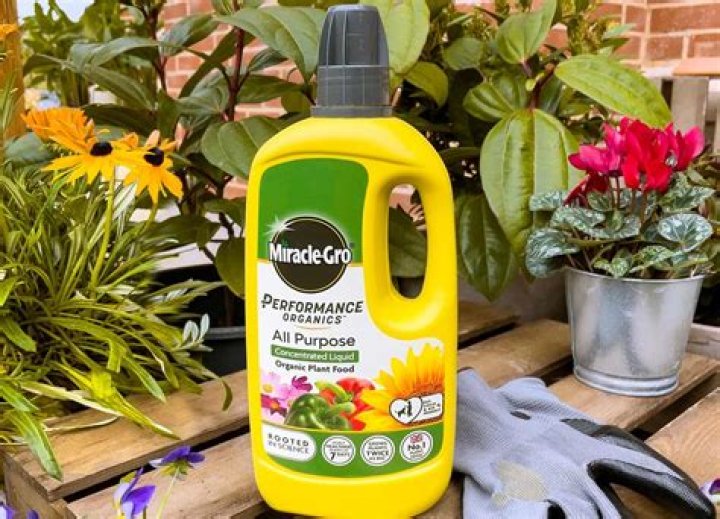 Which Fertiliser is best for roses?
