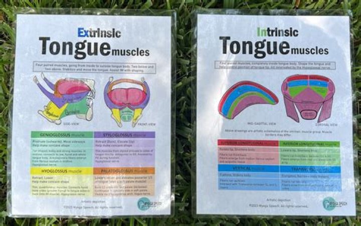 Which muscles change the shape of the tongue?