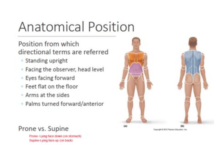 Which of the following best describes anatomical position?
