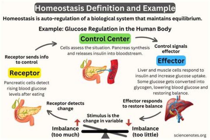Which of these is an example of homeostasis?