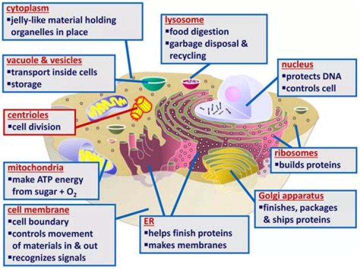 Which part of the cell makes stores and transports cell proteins?