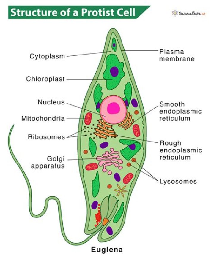 Which protists have a cell wall?