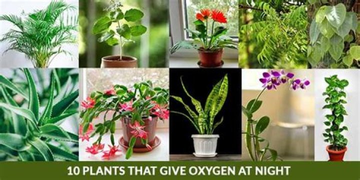 Which trees gives oxygen at night?