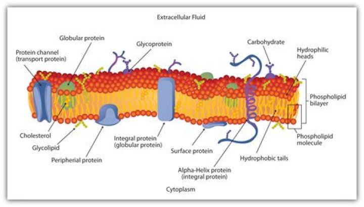 Which type of lipids are the most abundant in the plasma membrane?