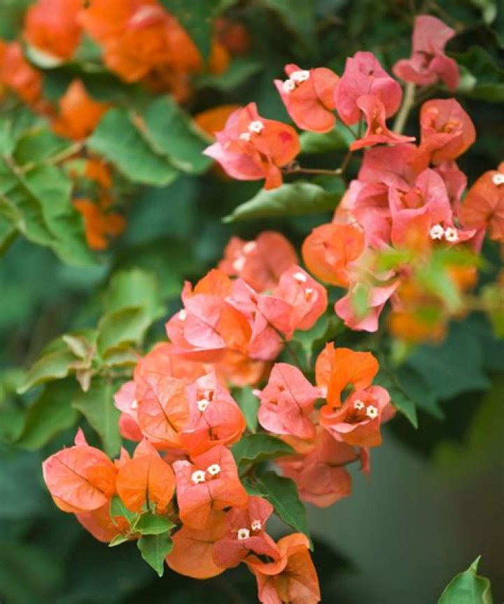 Which type of plant is bougainvillea?