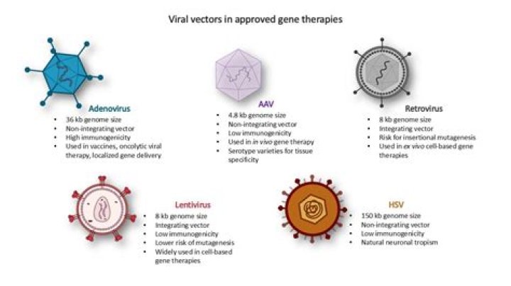 Which type of vector is mainly being used in human gene therapy clinical trials?