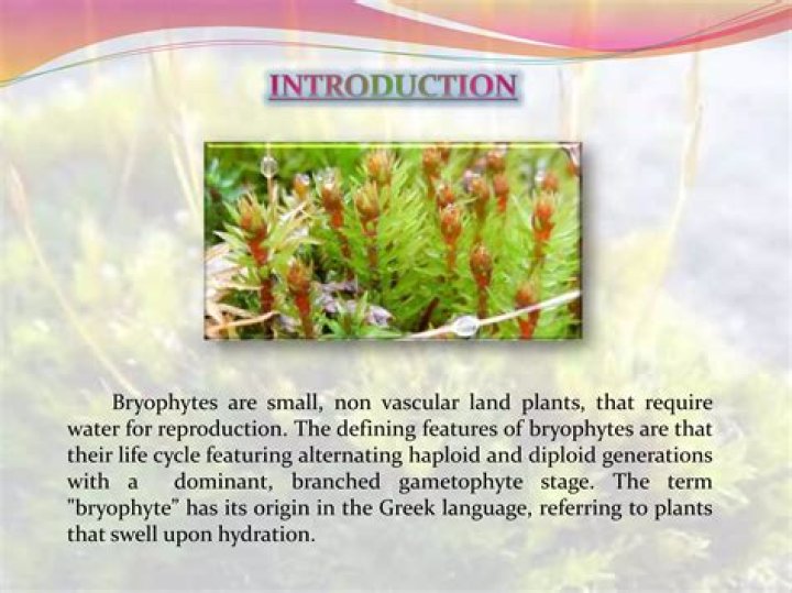 Why are bryophytes primitive plants?