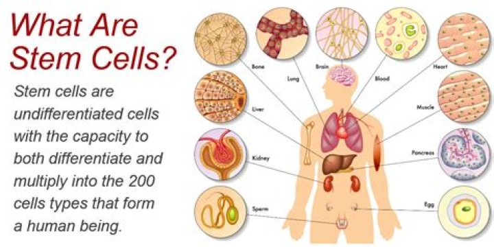Why are limbal stem cells important?