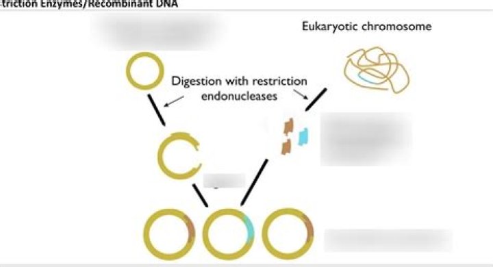 Why do bacteria have restriction enzymes quizlet?