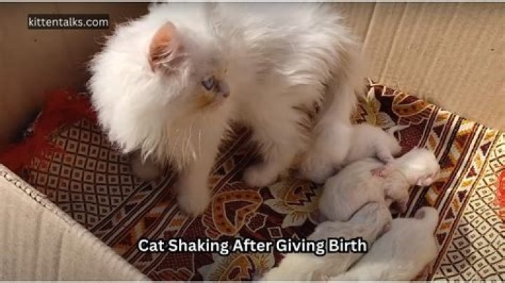 Why do cats shake after giving birth?