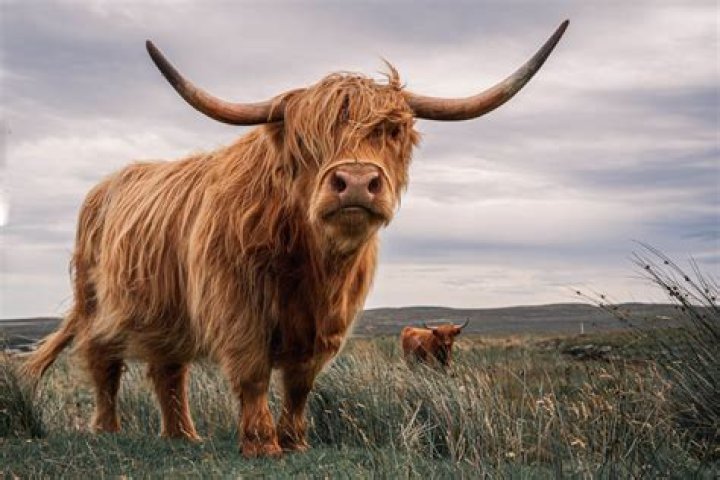 Why do cows have big eyes?