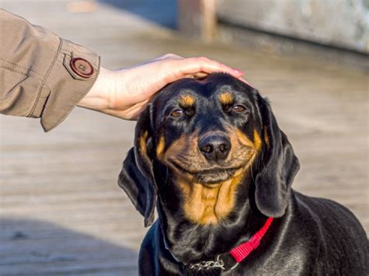 Why do dogs jump on you and lick you?