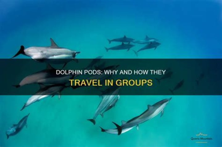 Why do dolphins travel in groups?