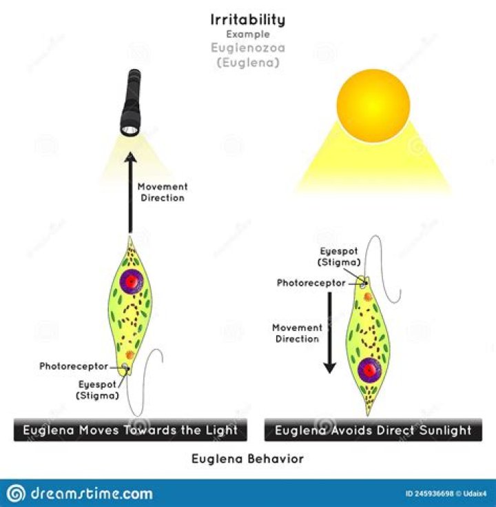 Why do euglena move towards light?