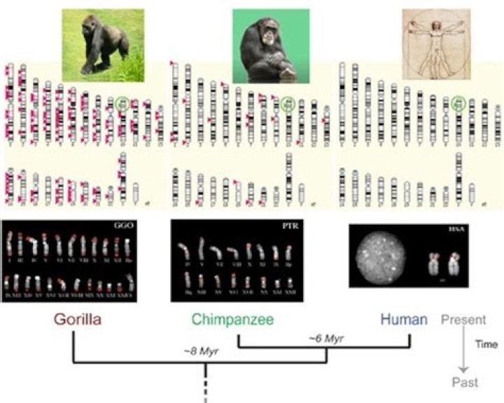 Why do humans have fewer chromosomes than chimpanzees?