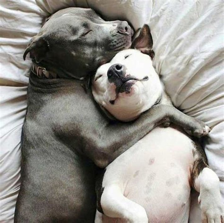 Why do pit bulls love to cuddle?