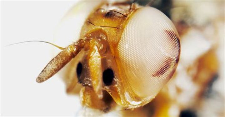 Why do some fruit flies have white eyes?