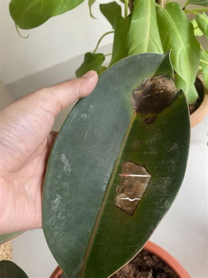 Why does my rubber plant have black spots?