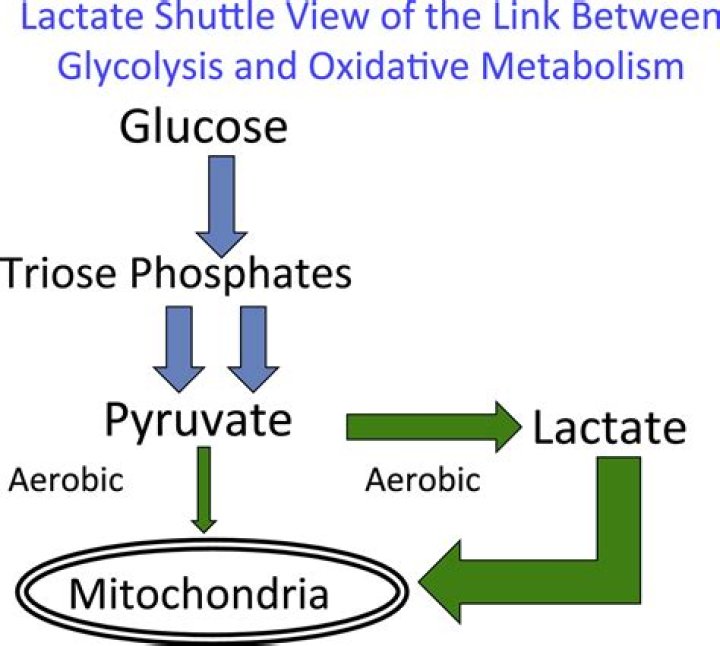 Why is lactate The end product of glycolysis?