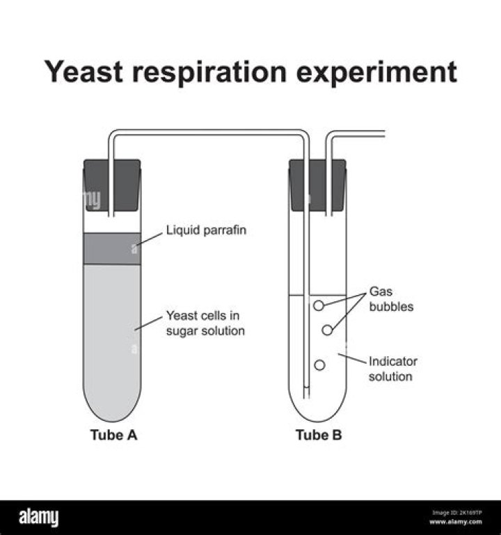 Why is measuring the amount of co2 an appropriate way to determine the amount of respiration in yeast?
