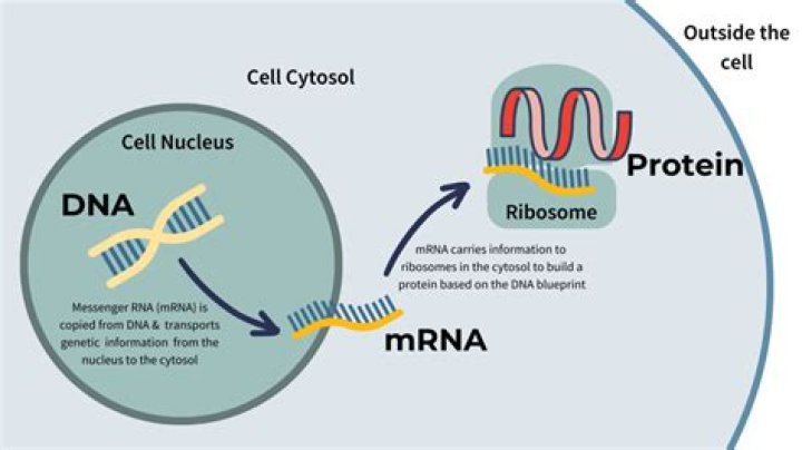 Why is mRNA needed?