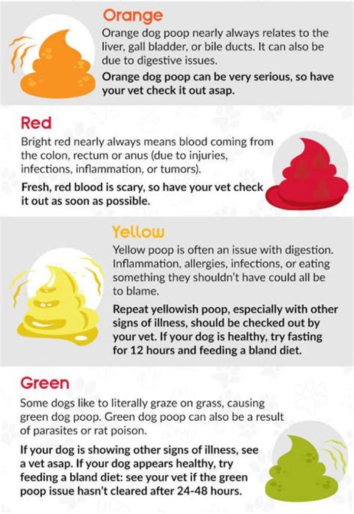 Why is my dog's poop orange?