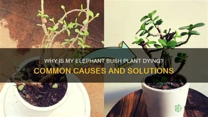 Why is my elephant Bush dying?