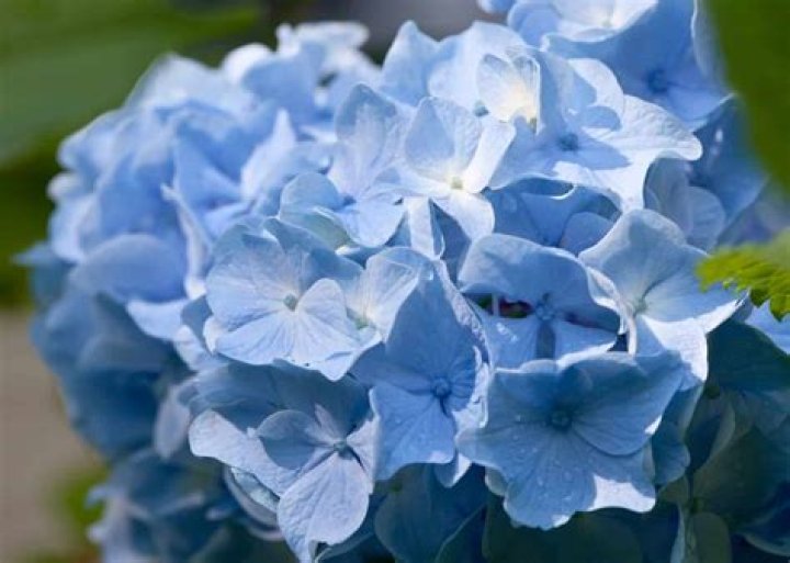 Will blue hydrangeas stay blue?