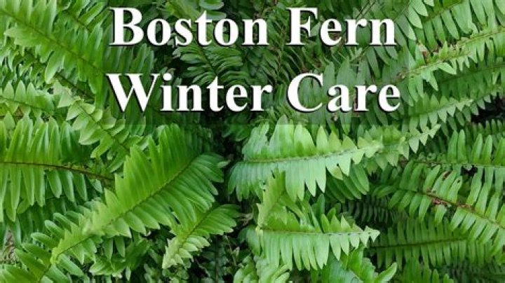 Will Boston ferns freeze?