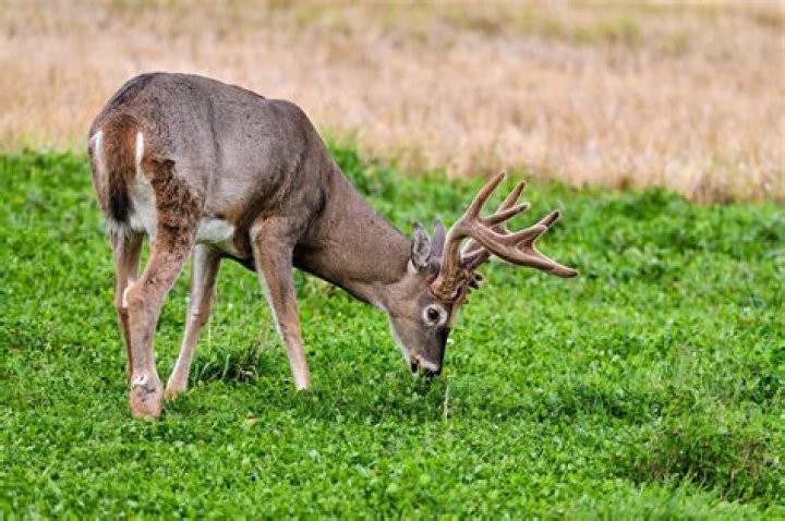 Will deer eat purslane?