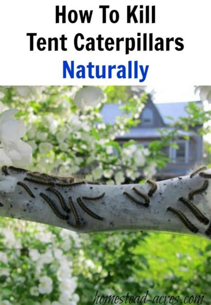 Will Dish Soap Kill tent caterpillars?