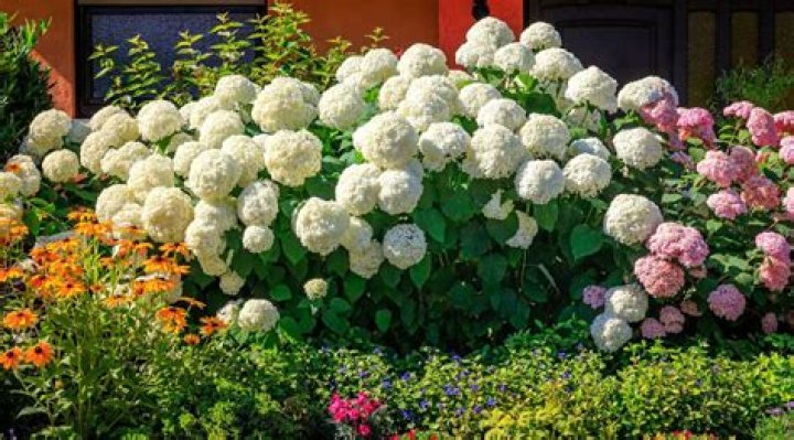 Will incrediball hydrangea grow in shade?