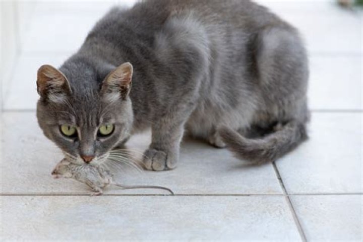 Will kittens catch mice?