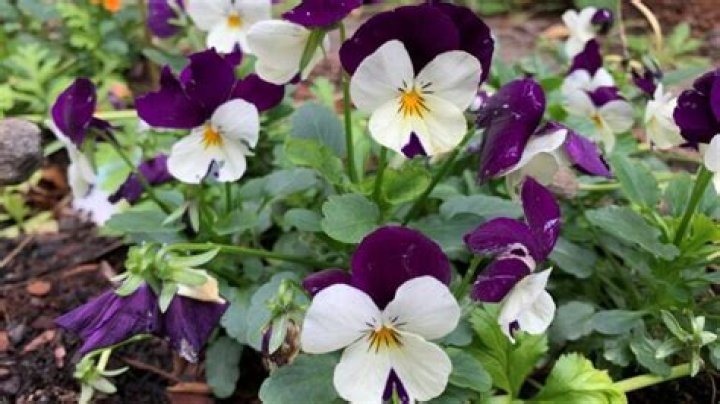 Will pansies survive a frost?