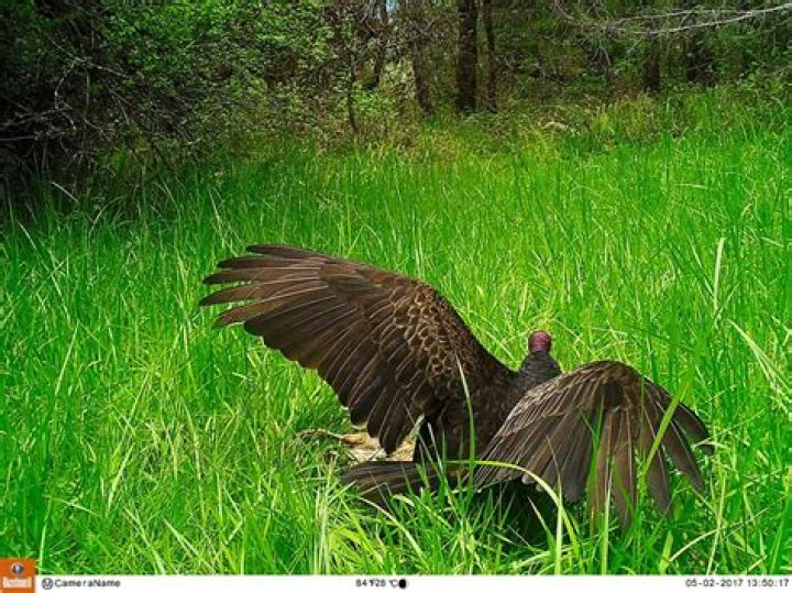 Will Turkey vultures attack chickens?